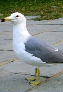 slideshow of images humane bird control Hampshire