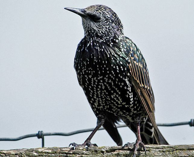 bird starling