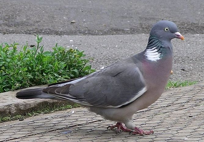 Pigeon Bird